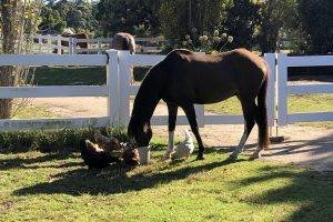 17 GENOA ROAD, Mallacoota, VIC 3892 Australia